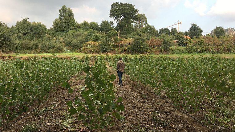 Uma pessoa a andar num terreno agricula 
